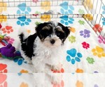 Bruno - Male Havashire Puppy for Sale - Photo #9