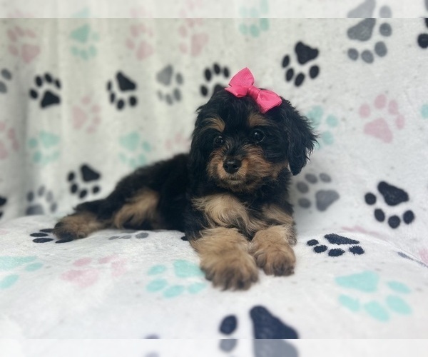 Medium Photo #10 Cavapoo Puppy For Sale in LAKELAND, FL, USA