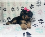 Small #9 Cavapoo