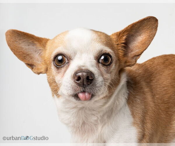 Medium Photo #3 Chihuahua Puppy For Sale in Tampa, FL, USA