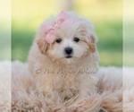 Small #6 Maltipoo (Miniature)