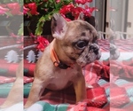 Small Photo #12 French Bulldog Puppy For Sale in SAINT MATTHEWS, SC, USA