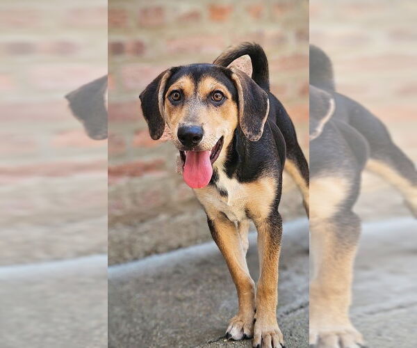 Medium Photo #4 Coonhound-Unknown Mix Puppy For Sale in Chicago, IL, USA