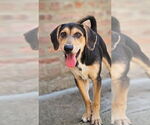 Small #3 Coonhound Mix