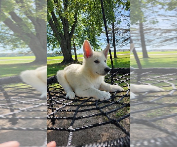 Medium Photo #8 German Shepherd Dog Puppy For Sale in GREENWOOD, WI, USA