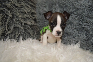 Boston Terrier-Jack Russell Terrier Mix Puppy for sale in BATH, PA, USA