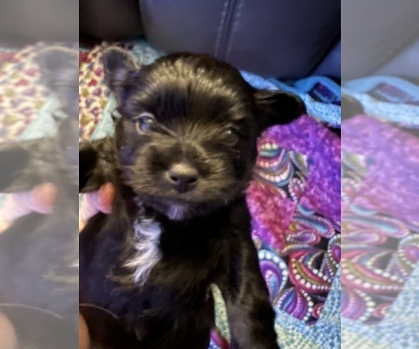 Medium Photo #6 Havashu-YorkiePoo Mix Puppy For Sale in WICHITA, KS, USA