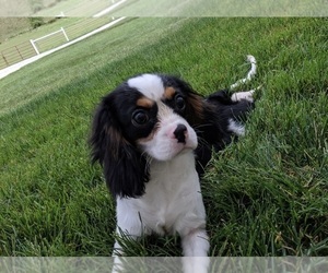 Cavalier King Charles Spaniel Puppy for sale in FREDERICKSBURG, OH, USA