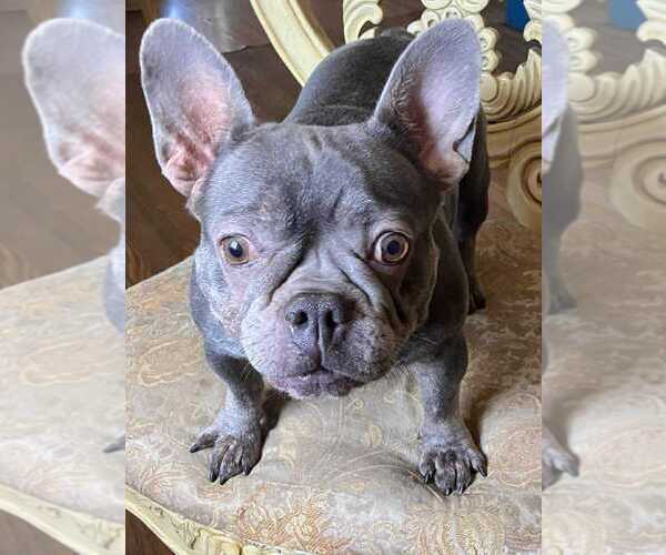 Medium Photo #4 French Bulldog Puppy For Sale in Lakewood, CO, USA