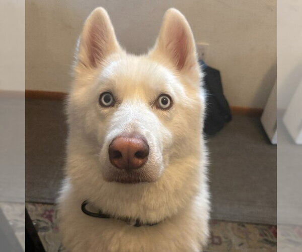 Medium Photo #3 Siberian Husky Puppy For Sale in Minneapolis, MN, USA