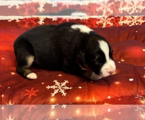 Medium Photo #95 Australian Shepherd Puppy For Sale in SALISBURY, NC, USA