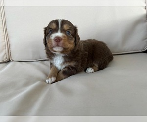 Miniature Australian Shepherd Puppy for sale in BROOKER, FL, USA