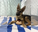 Small #1 German Shepherd Dog