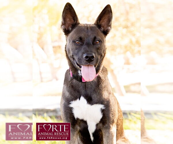 Medium Photo #13 Border Collie-Unknown Mix Puppy For Sale in Marina del Rey, CA, USA