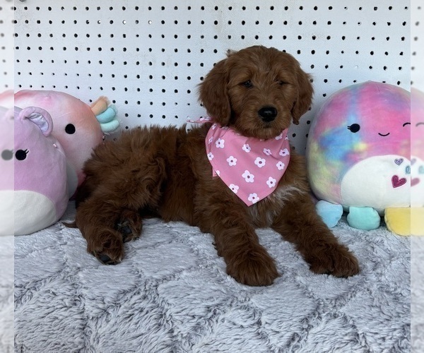 Medium Photo #2 Goldendoodle Puppy For Sale in WOODBURN, IN, USA