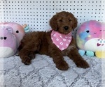 Small #1 Goldendoodle