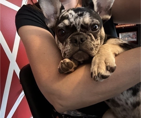 Medium Photo #7 French Bulldog Puppy For Sale in MANASSAS, VA, USA