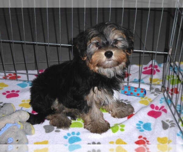 Medium Photo #15 Havashire Puppy For Sale in ORO VALLEY, AZ, USA