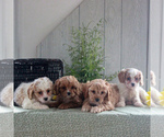 Small Photo #2 Cavapoo Puppy For Sale in GORDONVILLE, PA, USA