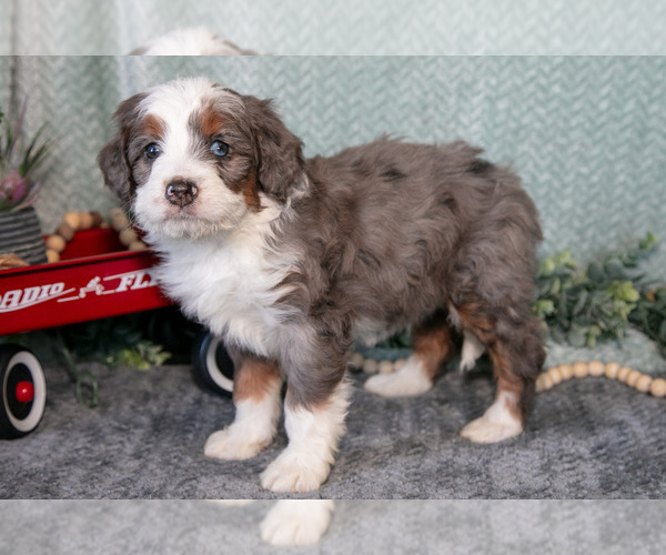 Medium Photo #17 Bernedoodle (Miniature) Puppy For Sale in APPLE CREEK, OH, USA