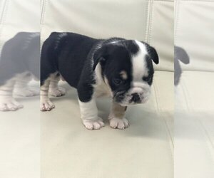 Bulldog Puppy for sale in FAIRFAX, VA, USA