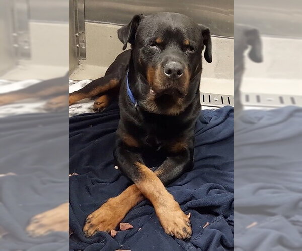 Medium Photo #1 Rottweiler Puppy For Sale in Fort Lauderdale, FL, USA