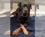 Small Rottweiler