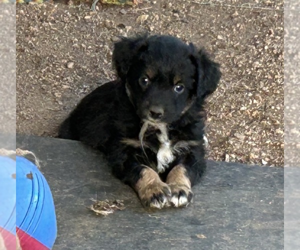 Medium Photo #13 Australian Shepherd Puppy For Sale in BAILEY, CO, USA