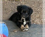 Small #12 Australian Shepherd