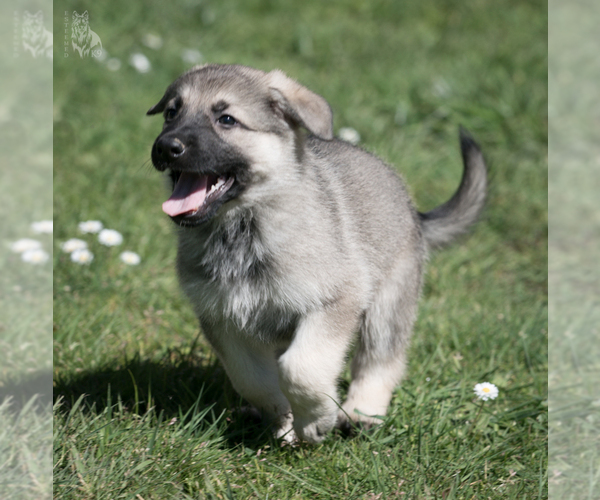 Medium Photo #19 German Shepherd Dog Puppy For Sale in PALERMO, CA, USA