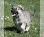 Small #18 German Shepherd Dog