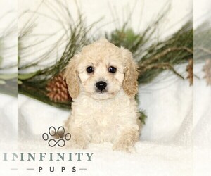 Cavapoo Puppy for sale in RONKS, PA, USA