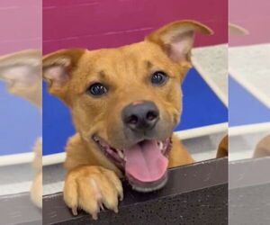 Labrador Retriever-Unknown Mix Dogs for adoption in Hillsboro, NH, USA