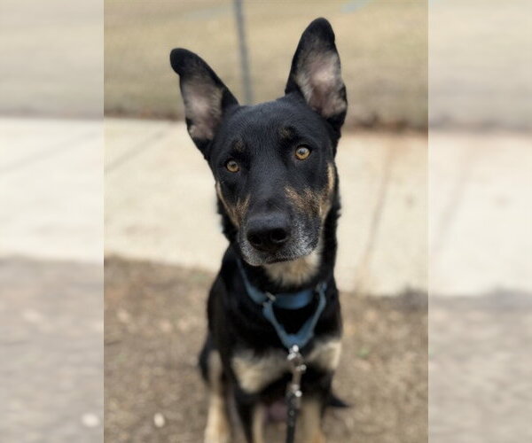 Medium Photo #1 German Shepherd Dog-Unknown Mix Puppy For Sale in Tallahassee, FL, USA