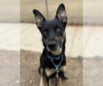 Small German Shepherd Dog Mix