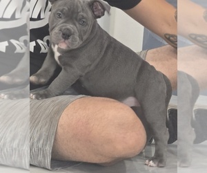 American Bully Puppy for sale in NORTH PORT, FL, USA