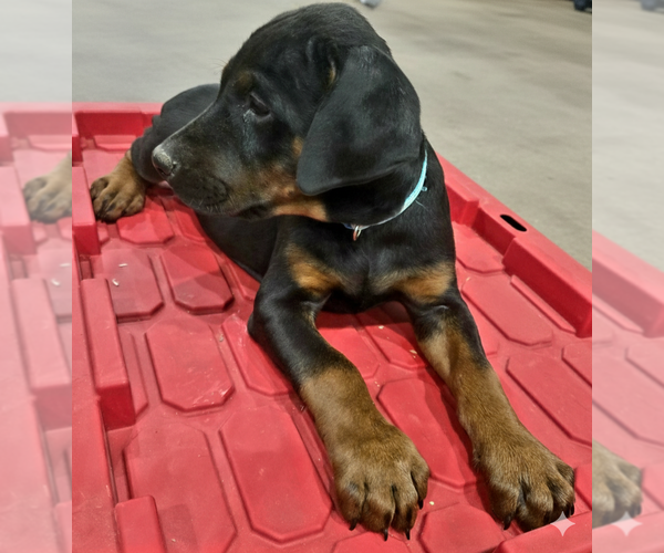 Medium Photo #5 Doberman Pinscher Puppy For Sale in BEGGS, OK, USA