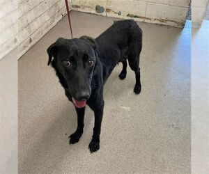 Labrador Retriever Dogs for adoption in San Bernardino, CA, USA