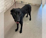 Small Labrador Retriever