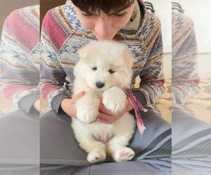 Samoyed Puppy for sale in SANTA MONICA, CA, USA