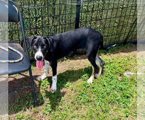 Medium Photo #4 Mutt Puppy For Sale in Abbeville, LA, USA