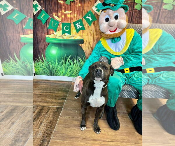 Medium Photo #12 Boxer-Unknown Mix Puppy For Sale in Germantown, OH, USA