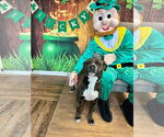 Small #11 Boxer Mix