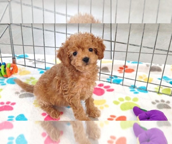 Medium Photo #1 Cavapoo (Miniature)-Poodle (Toy) Mix Puppy For Sale in ORO VALLEY, AZ, USA