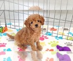 Small Cavapoo (Miniature)-Poodle (Toy) Mix