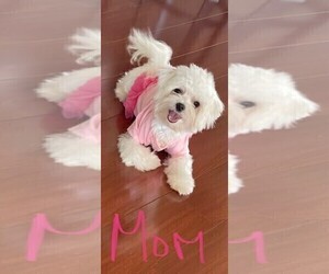Mother of the Maltese puppies born on 04/26/2024