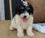 Small #1 Poovanese