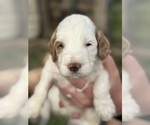 Small Photo #10 Goldendoodle (Miniature) Puppy For Sale in FREDERICA, DE, USA