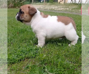 French Bulldog Puppy for sale in Budapest, Budapest, Hungary
