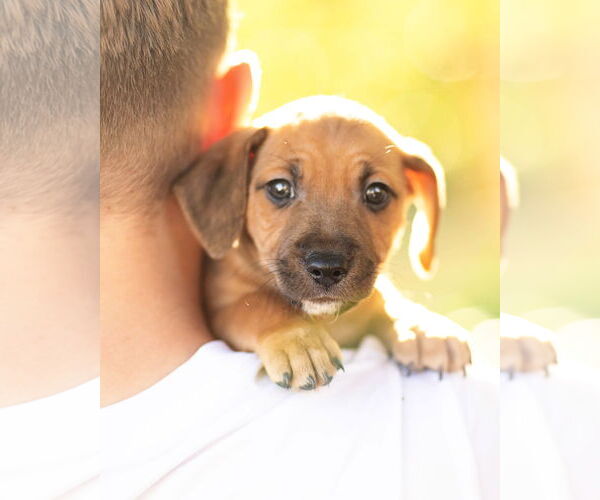 Medium Photo #4 Dachshund Puppy For Sale in Corona, CA, USA